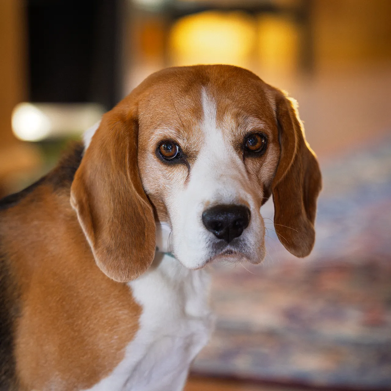 Hunde willkommen! Hunde sind in der Villa Marienhof als Gäste willkommen!